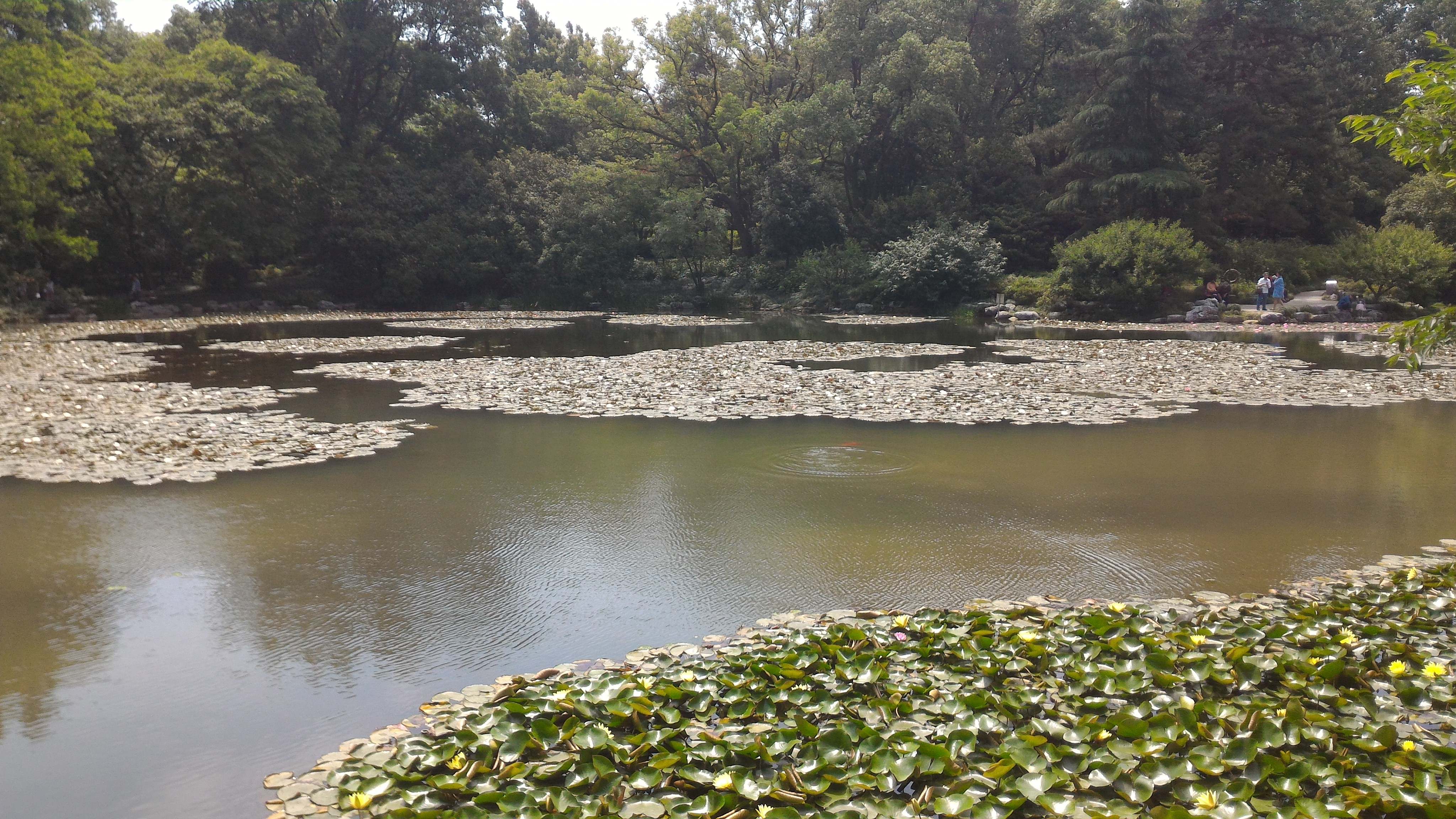 lilypad landscape