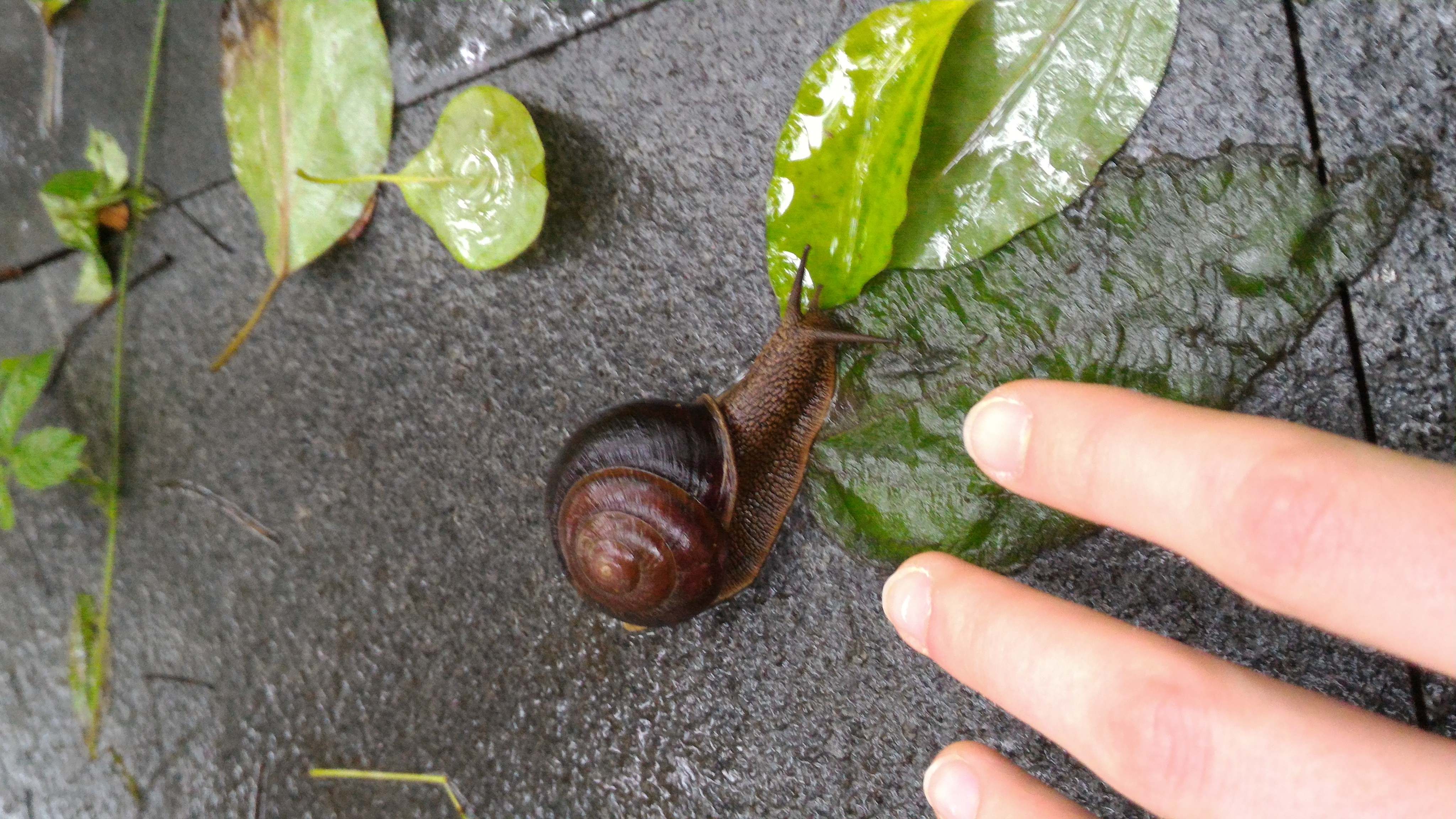 snail and hand