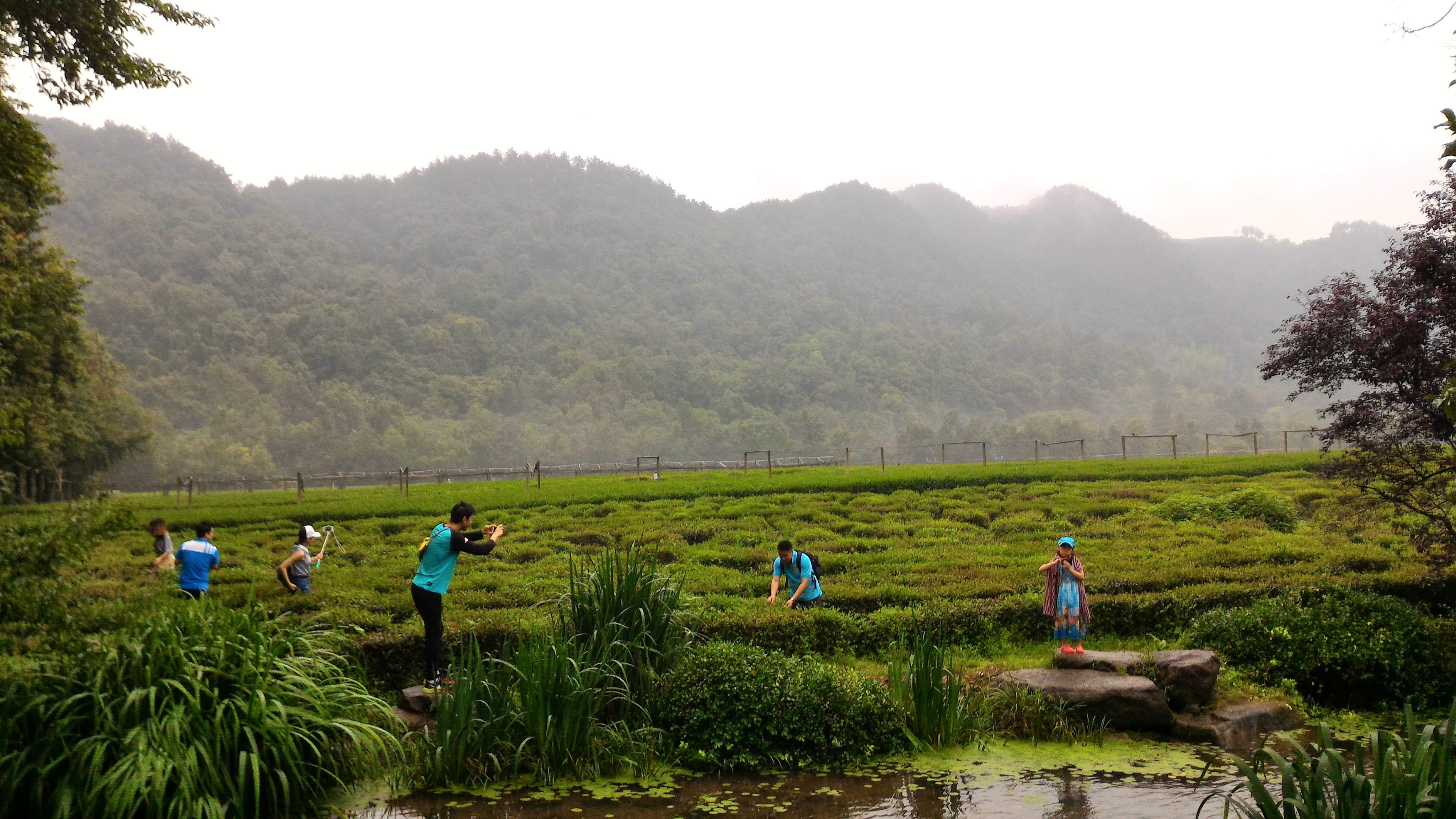 Tourists picking tea leaves