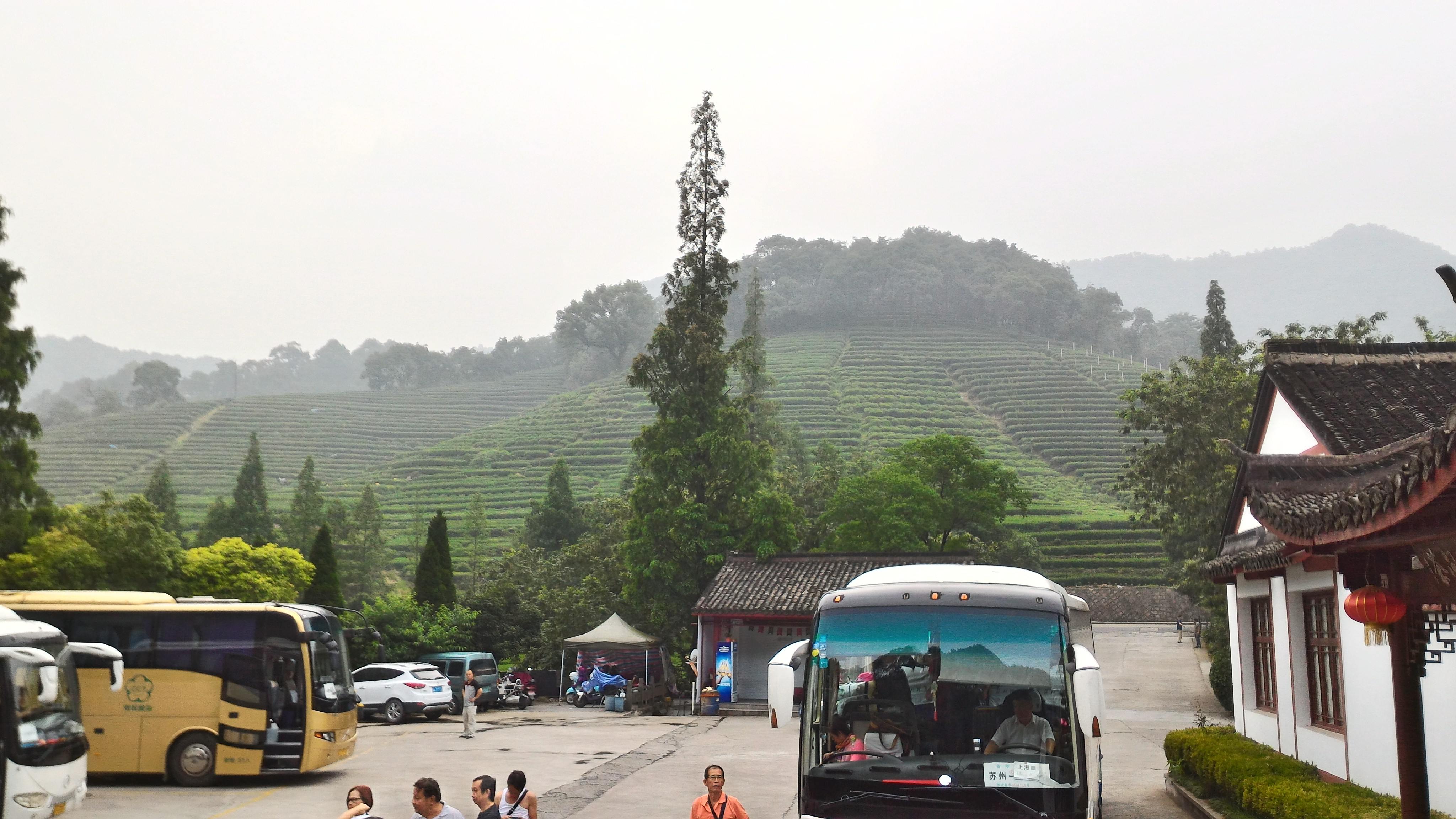 Rolling hills of tea bushes